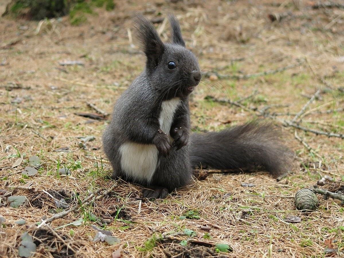Чёрная белка с белой грудкой