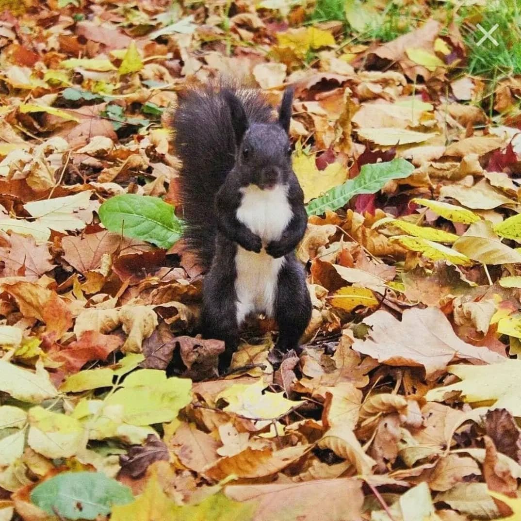 Черная белка ЦПКИО