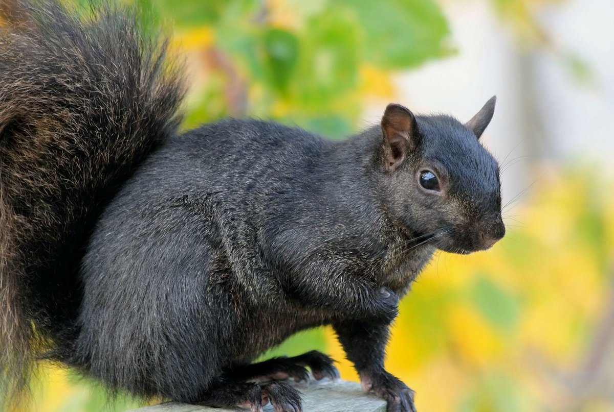 Животное похожее на белку черного цвета