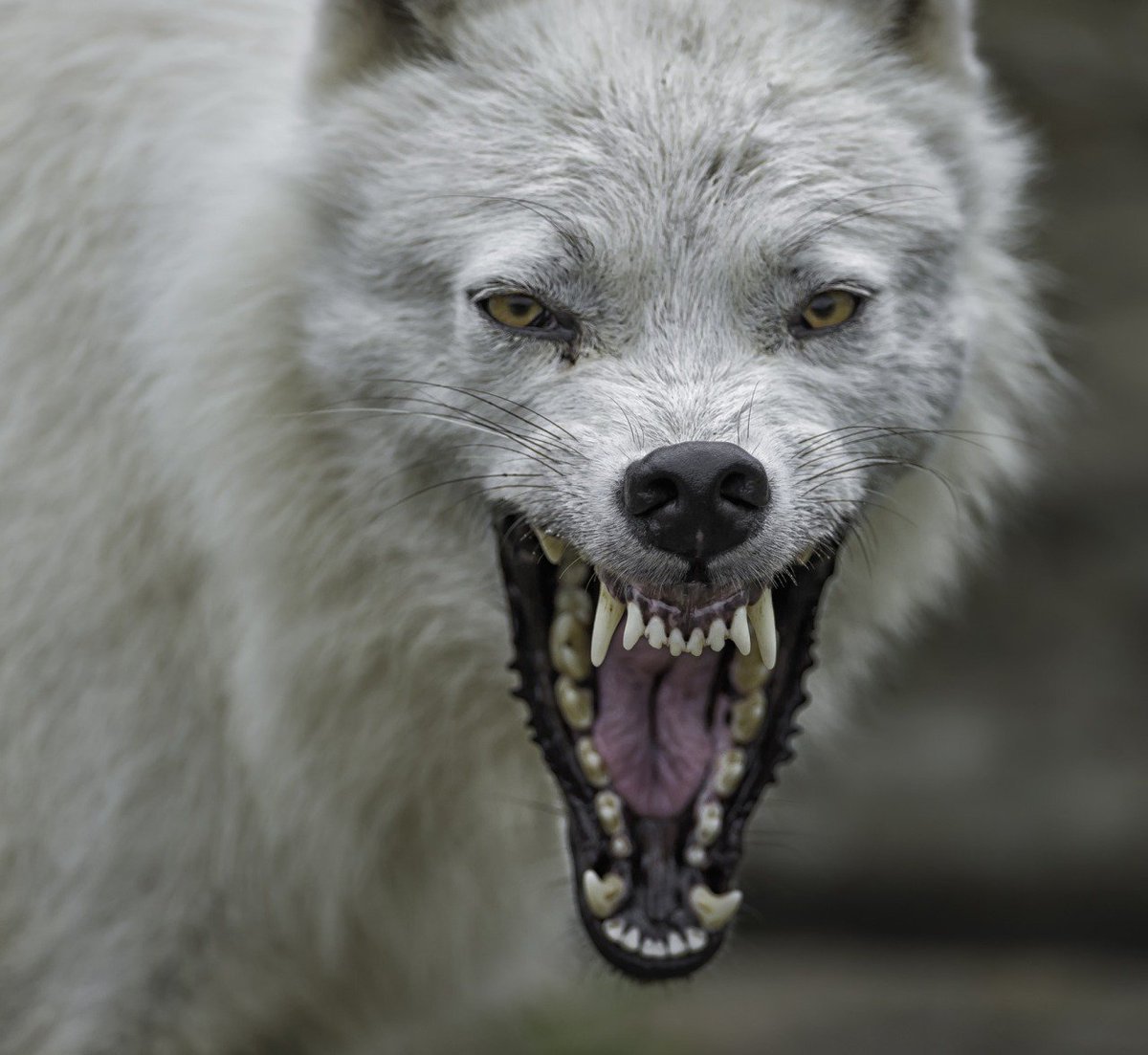 Белый волк оскал