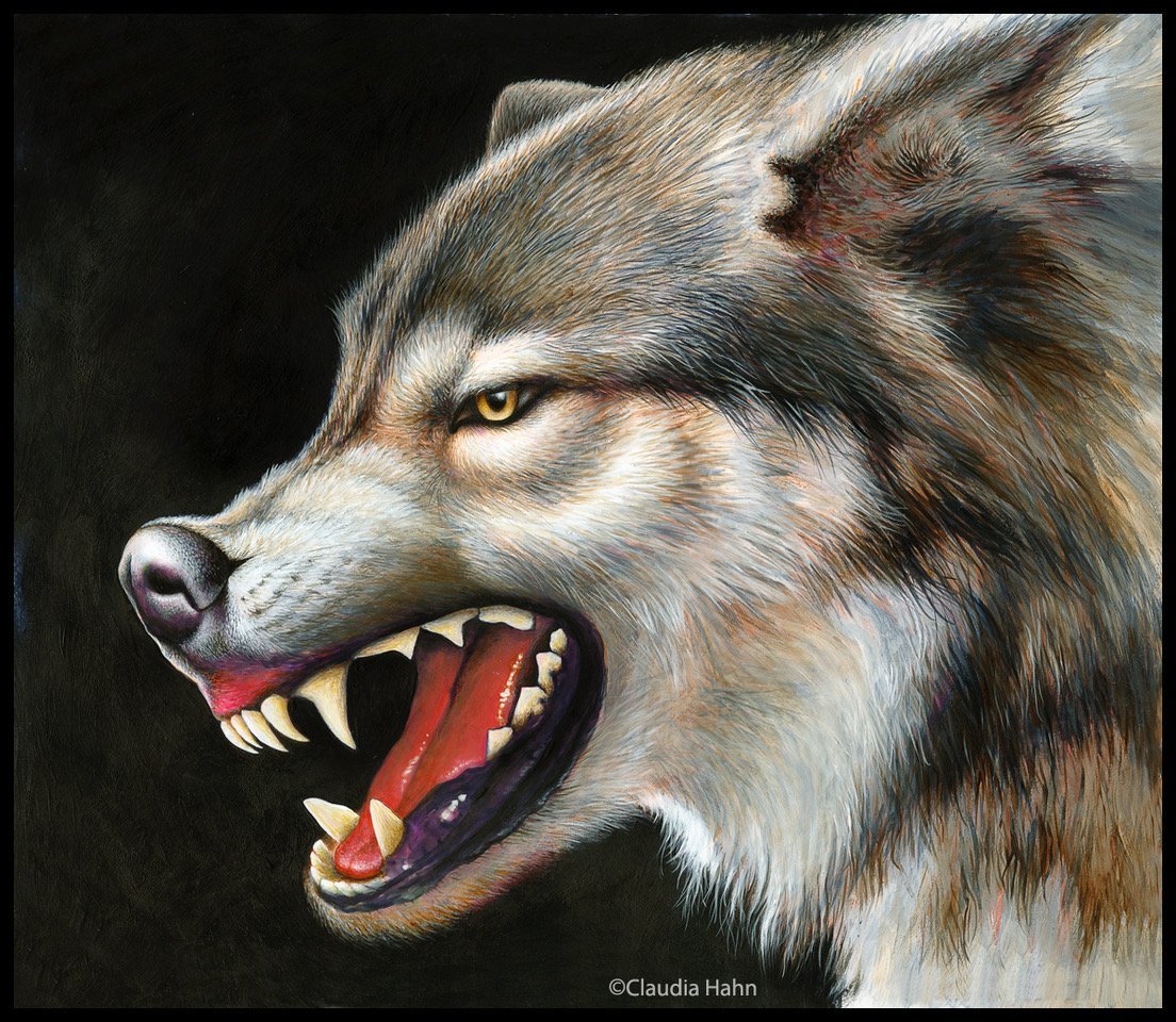 Волк оскал профиль