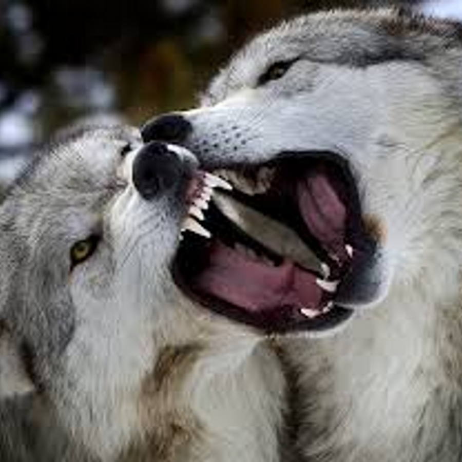 Пасть волка белого