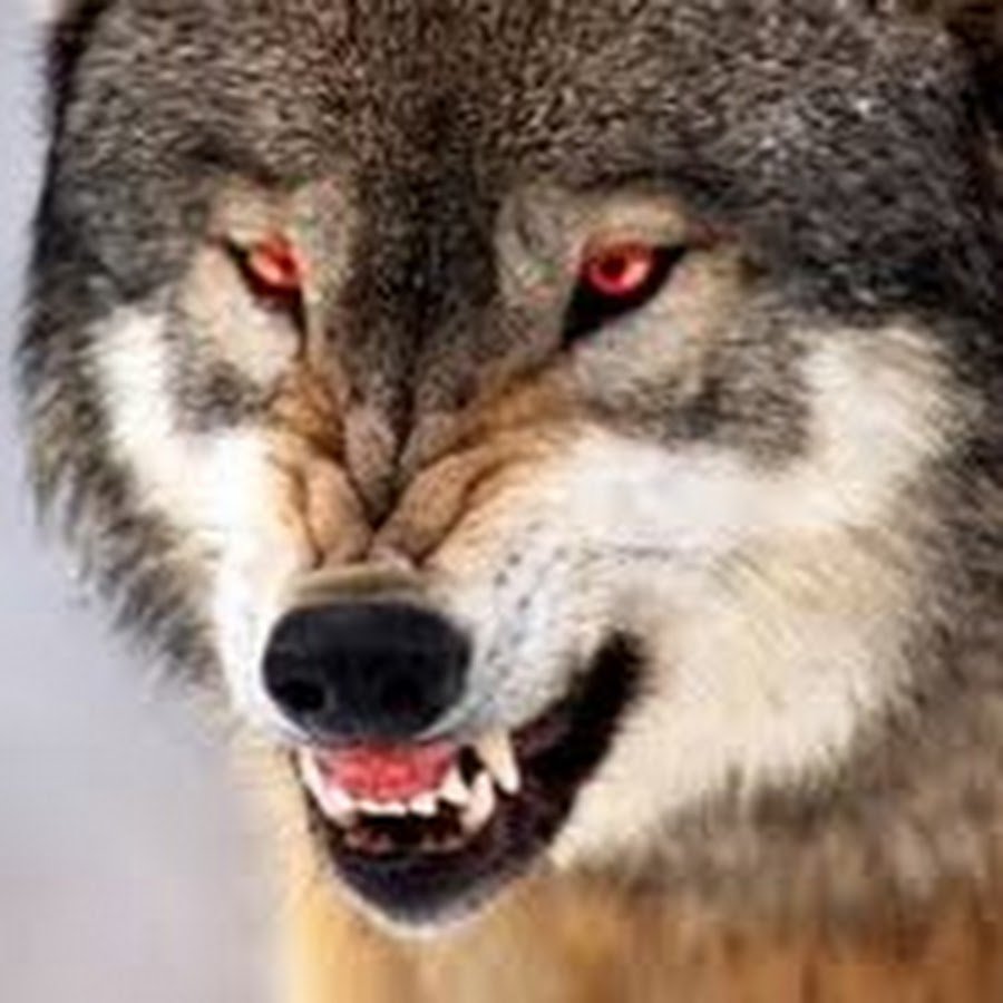 Красивый волк с открытой пастью
