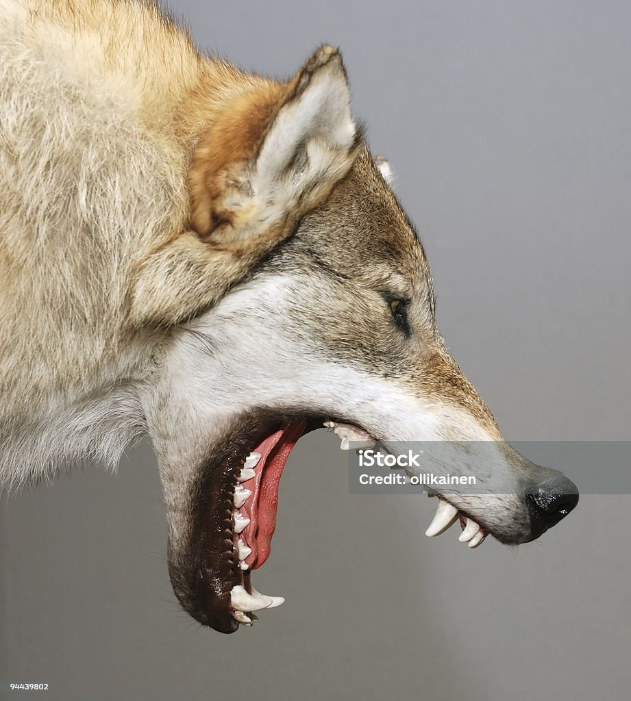 Пасть волка в профиль