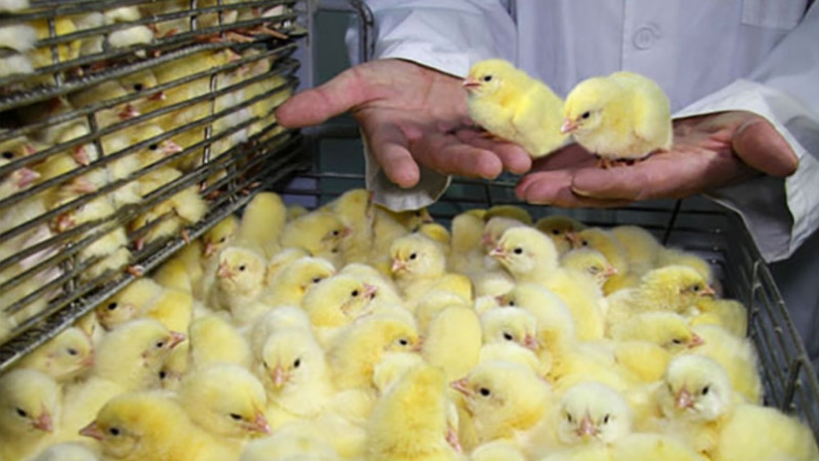 Инкубатор Птицевод. Инкубаторий гусята. Инкубаторная птицефабрика для цыплят на 7000 яиц. Инкубаторные цыплята. Мечетинская инкубаторная станция