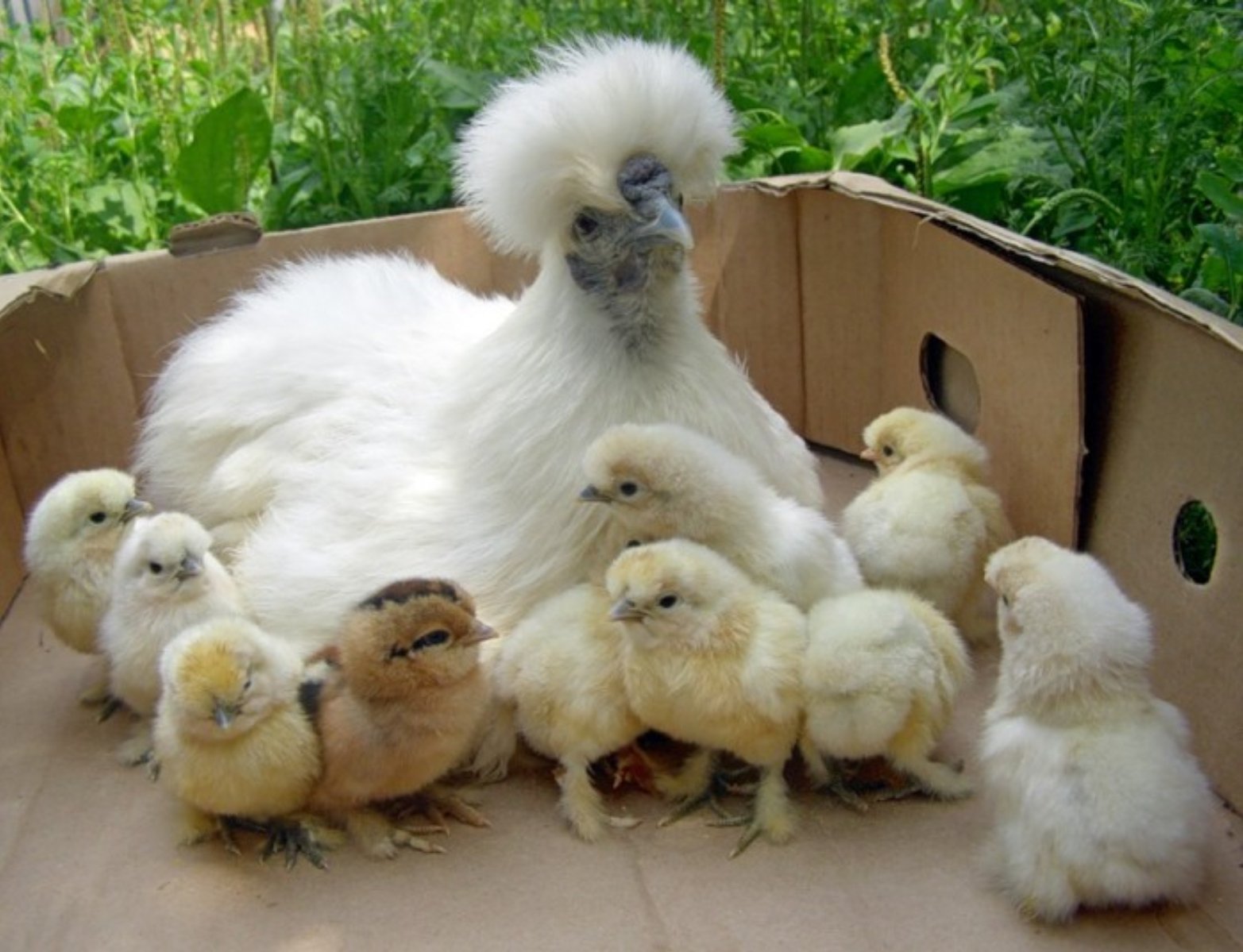 Где купить живой курицу. Бройлерные цыплята Брама. Квочка Брама с цыплятами. Подросшие цыплята. Цыпленок живой.