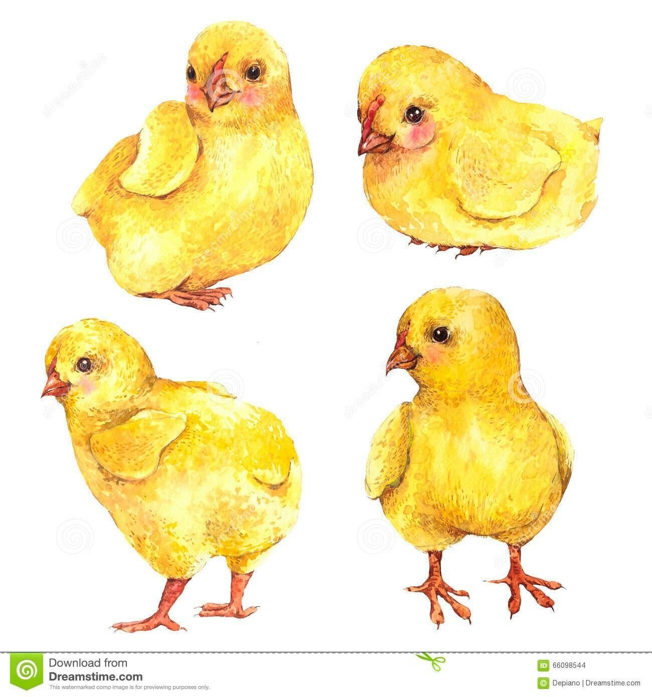 Четверо цыплят. Цыпленок на белом фоне. Акварельный цыпленок. Цыпленок акварелью. Цыпленок картина на белом фоне.