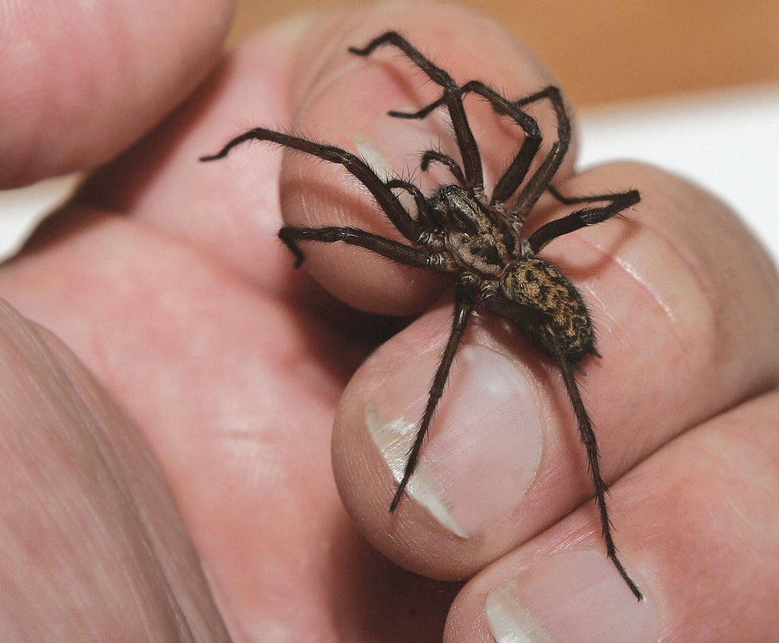 Tegenaria domestica паук