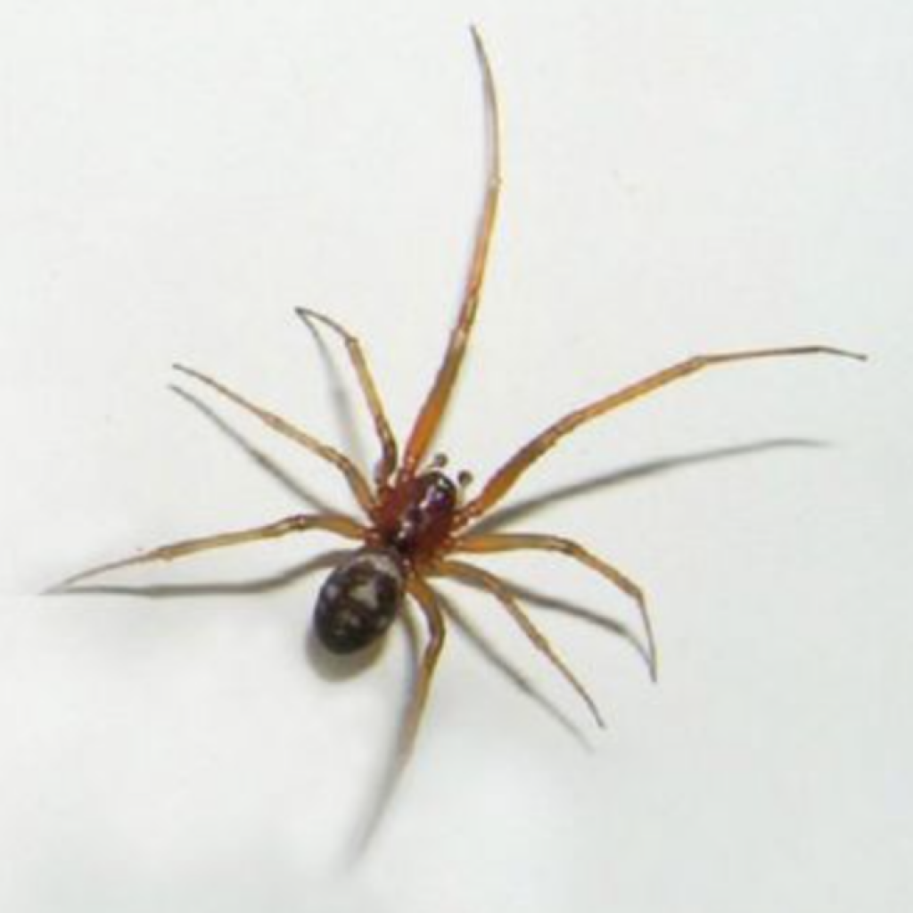 Черные пауки с длинными лапками