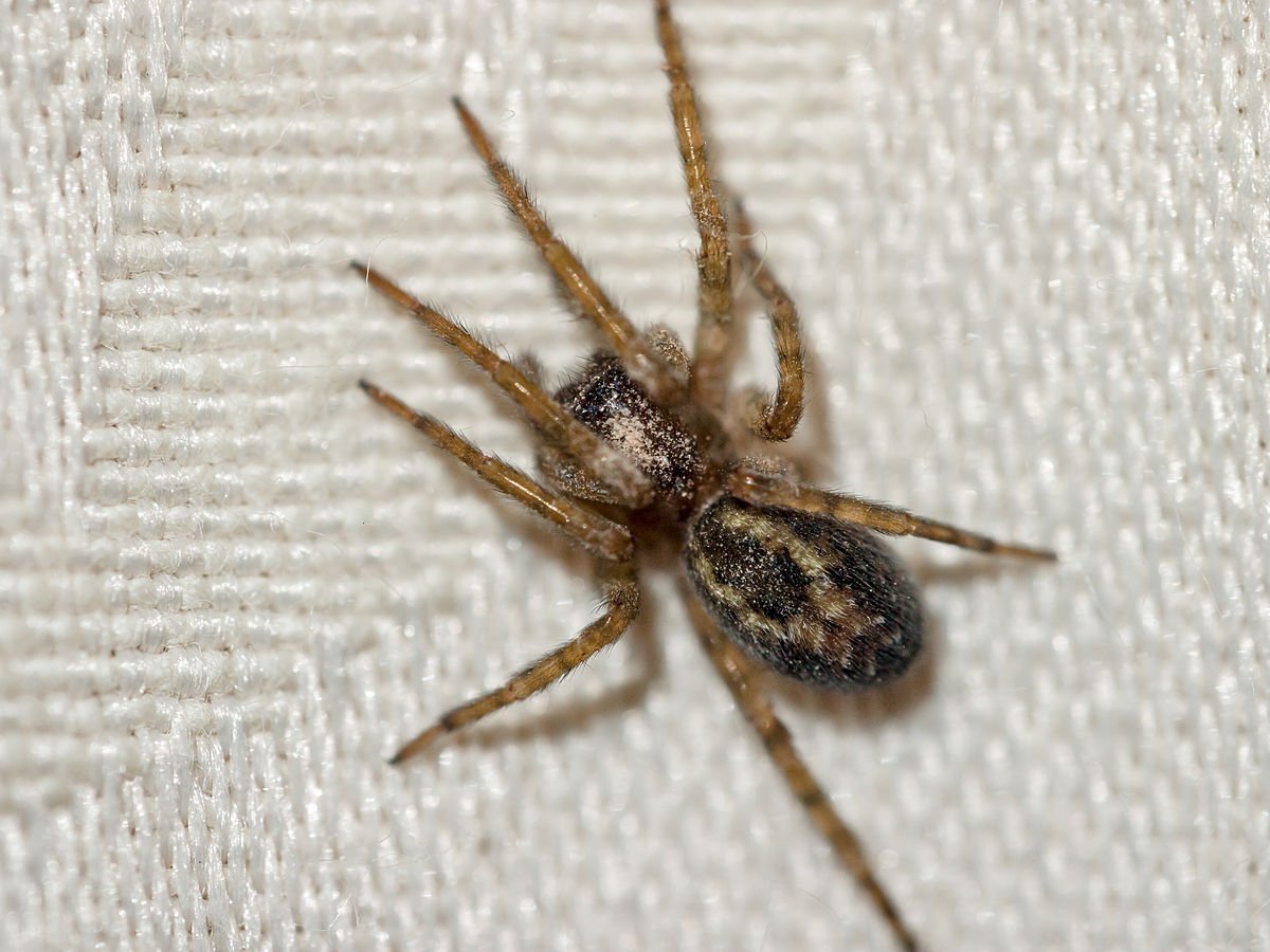 Паук Tegenaria duellica