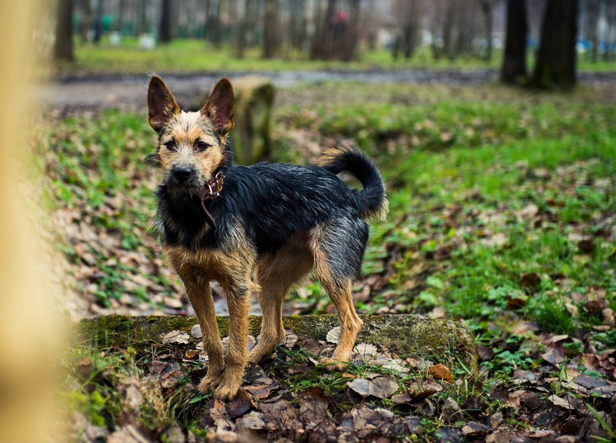 Помесь овчарки и чихуахуа