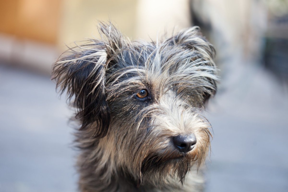Лохматый терьер порода