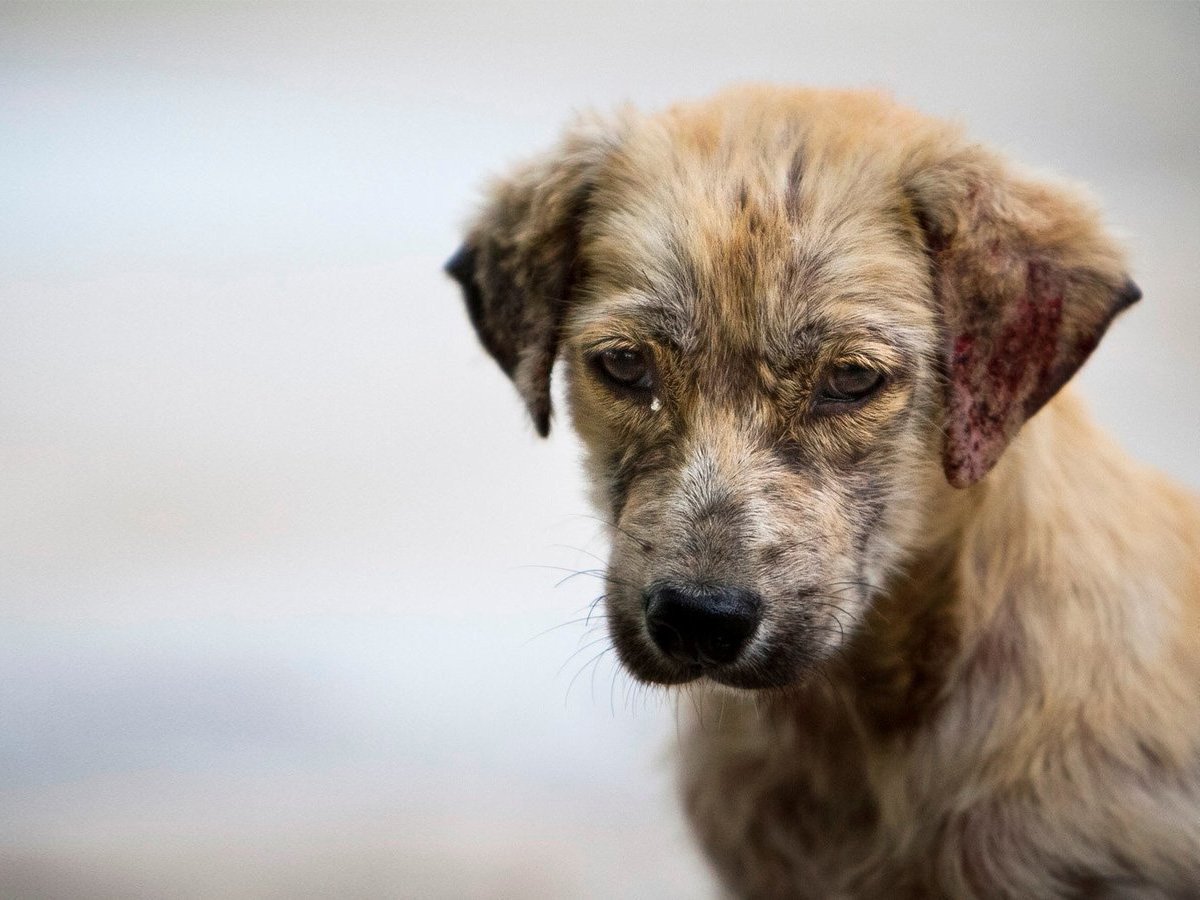 Удивленная дворняга