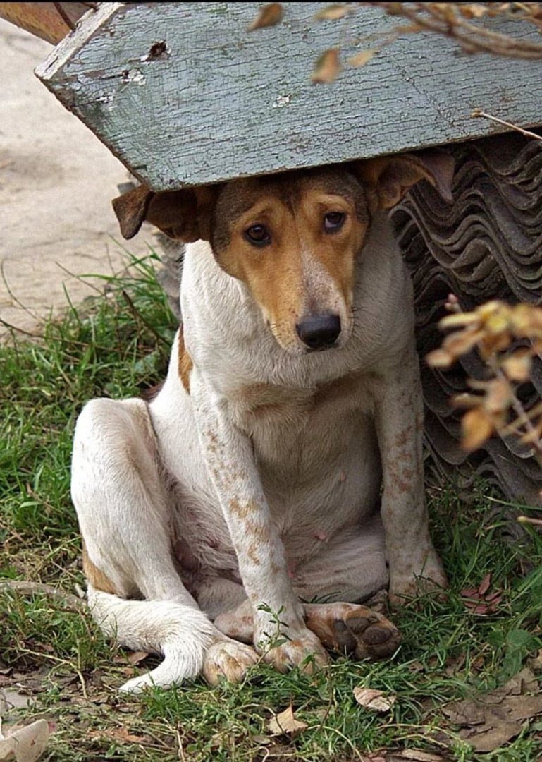 Бездомные животные