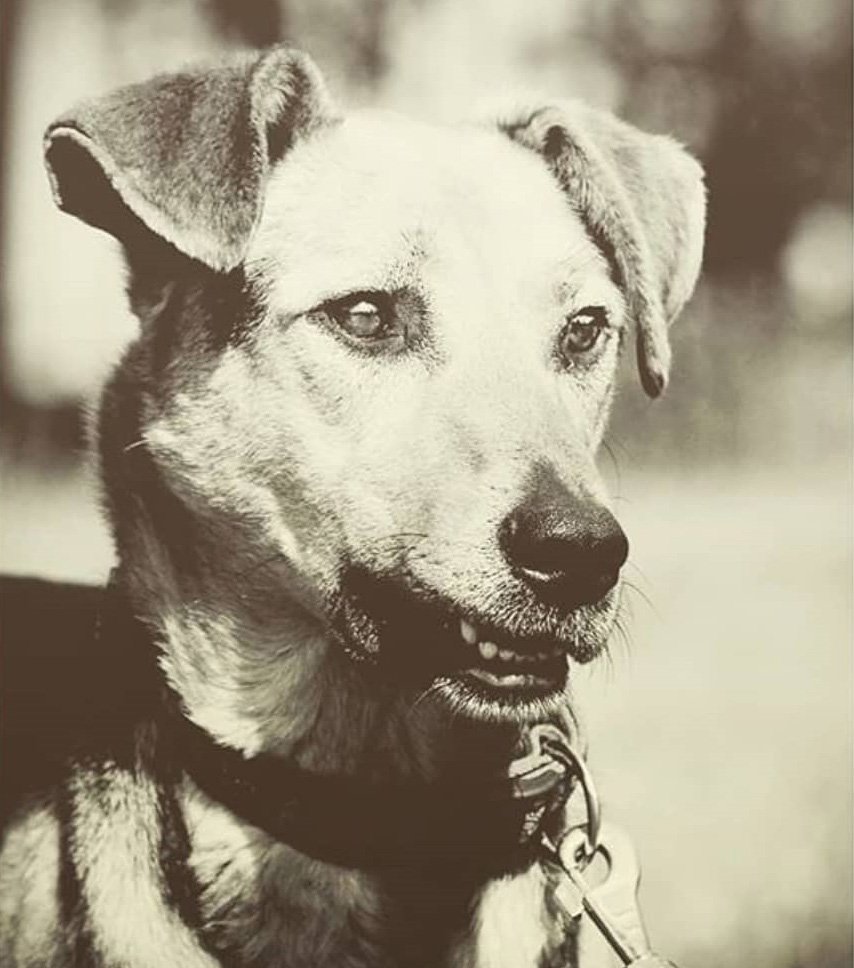 Трезор пес блокада Ленинграда