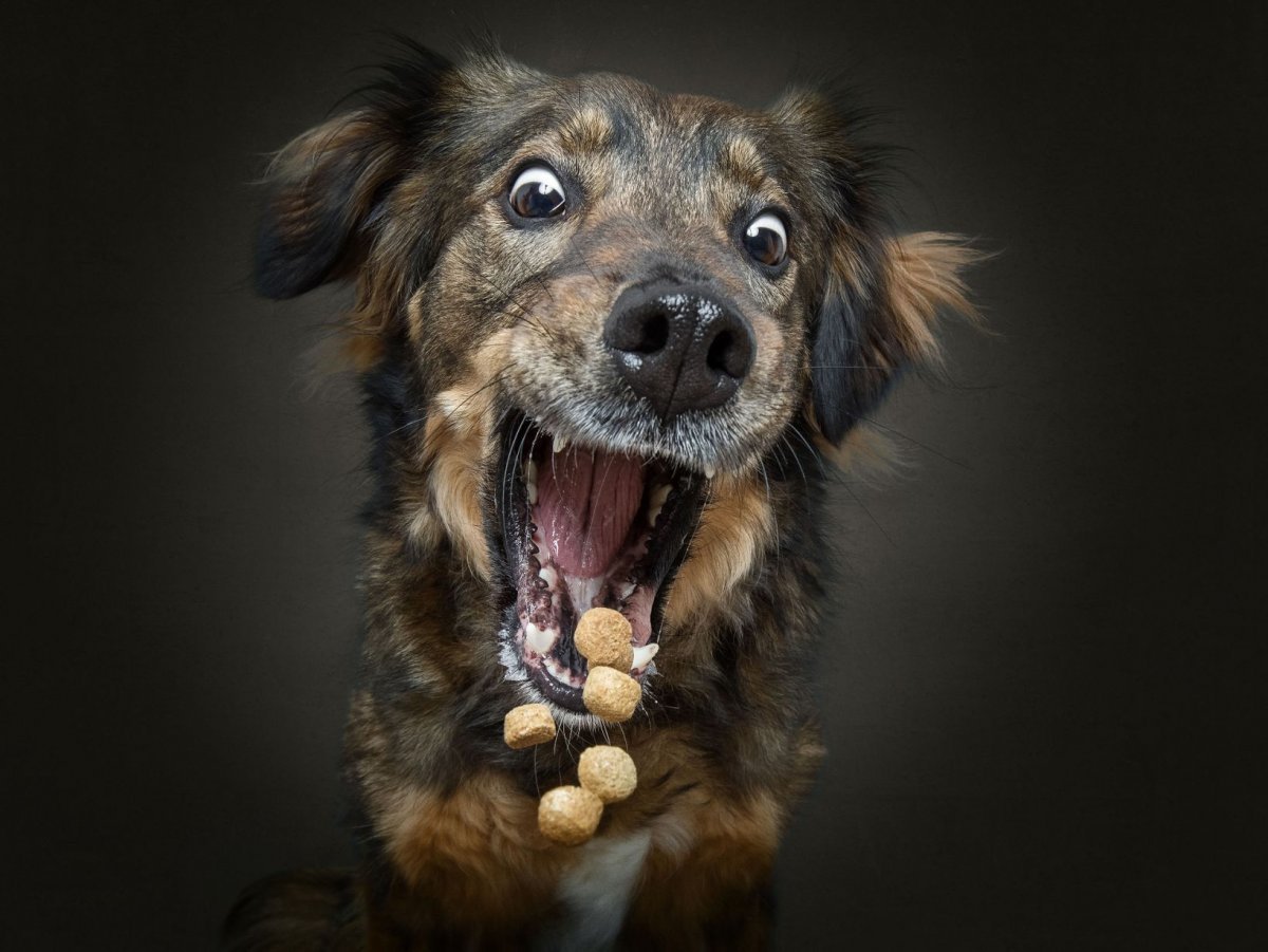 Веселая дворняжка