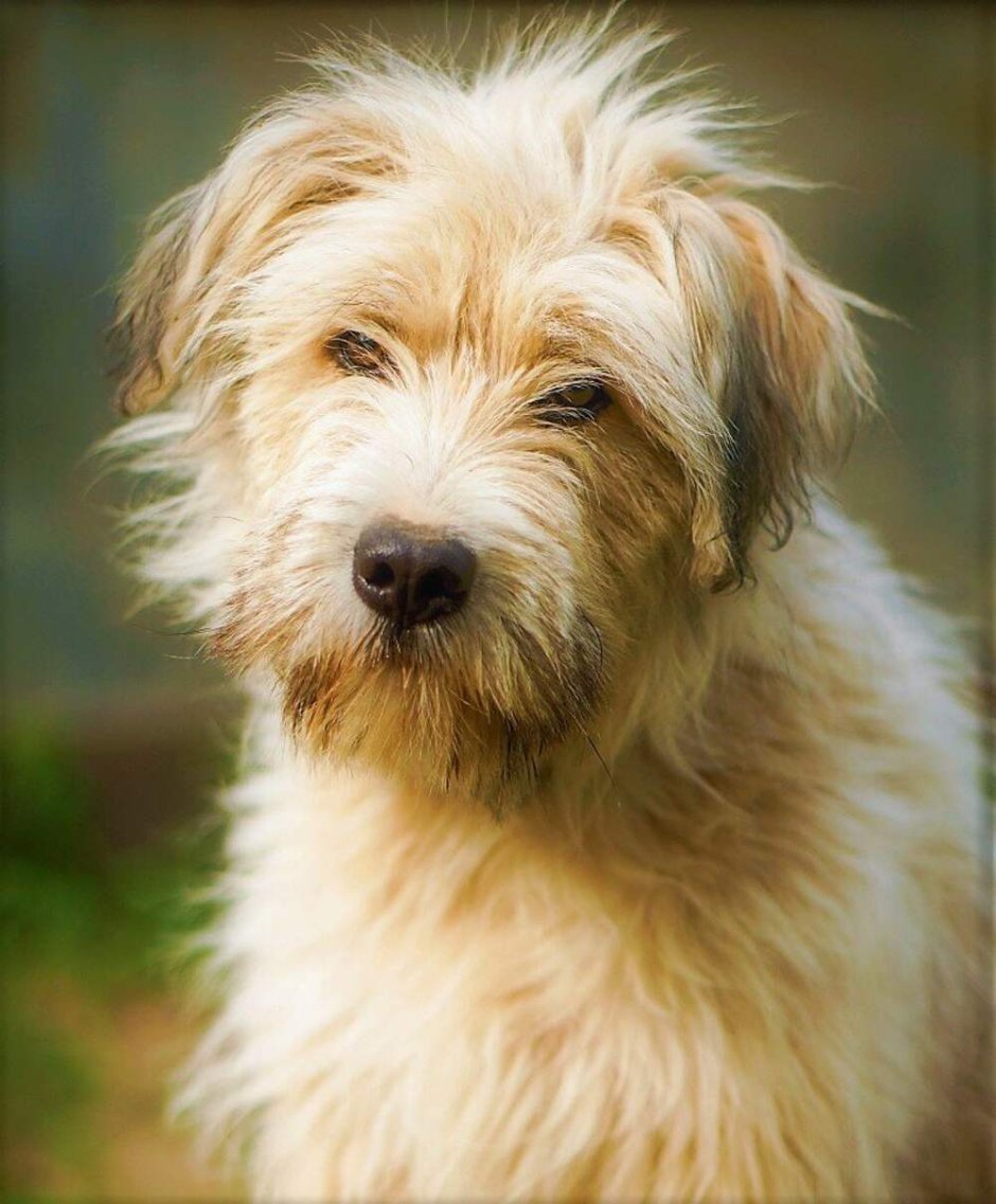 Порода собак дворняжка лохматая