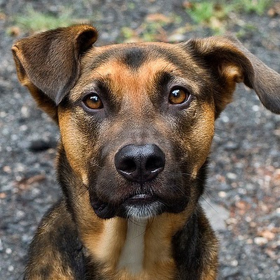 Морда дворняги