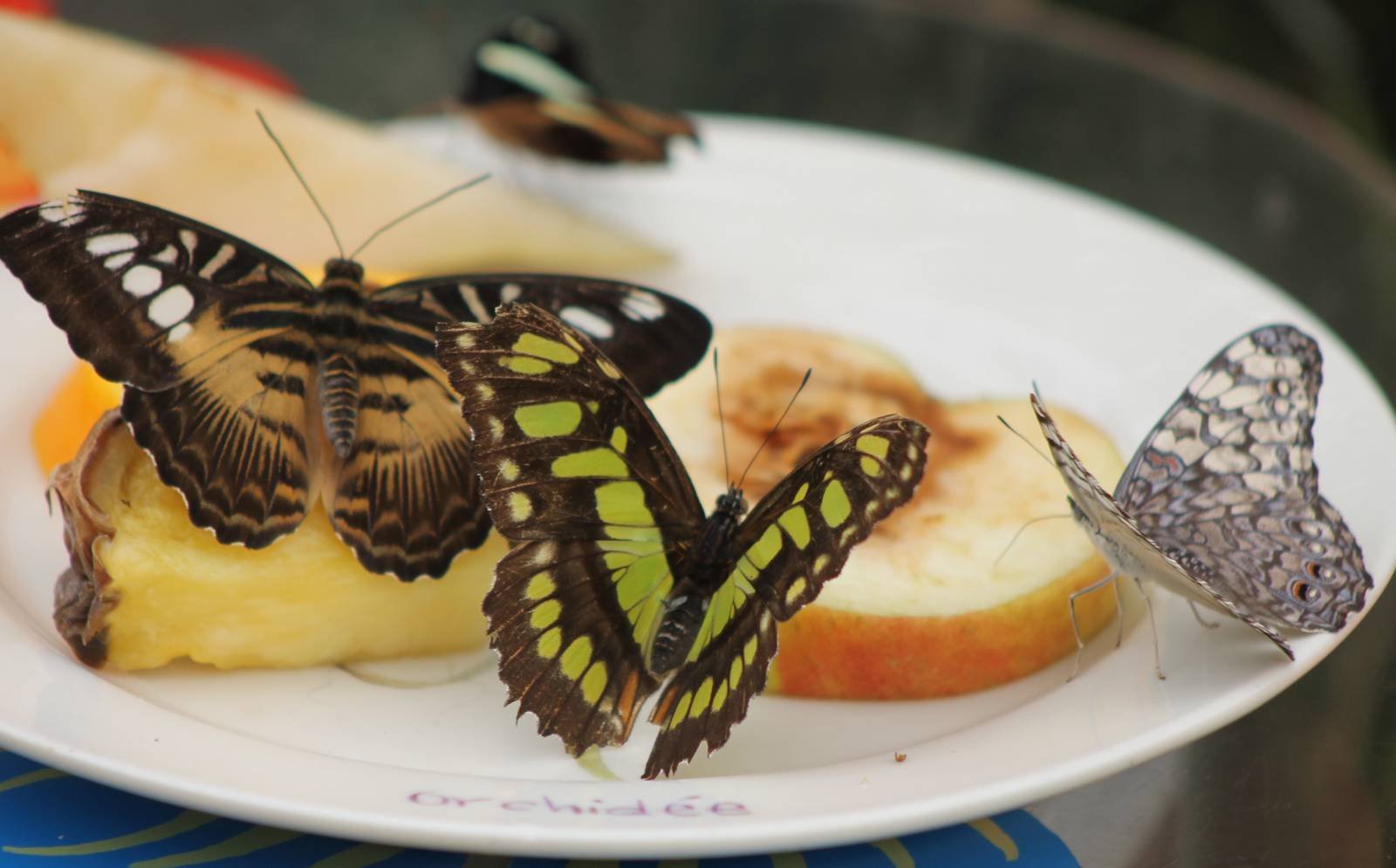 Чем кормить бабочку в домашних условиях