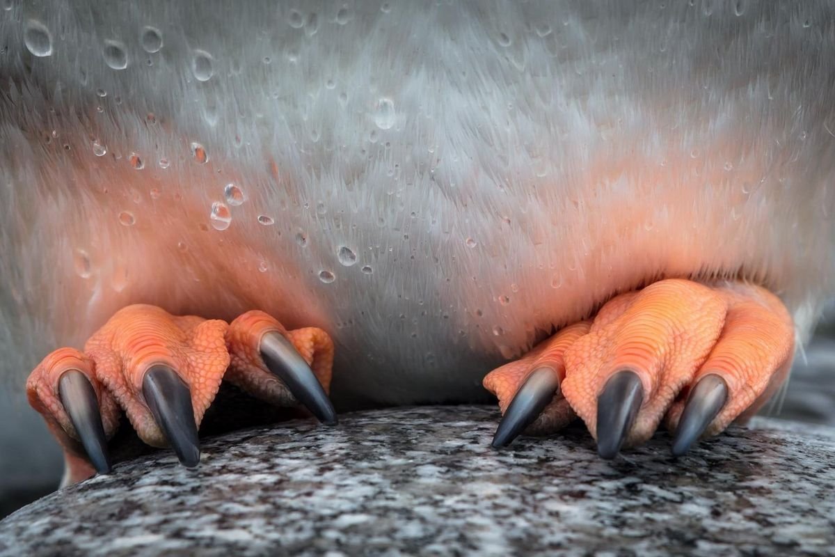 Пингвиньи лапы