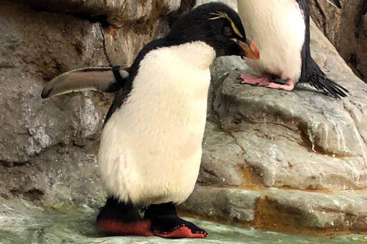 Пингвин Энрике в ботинках