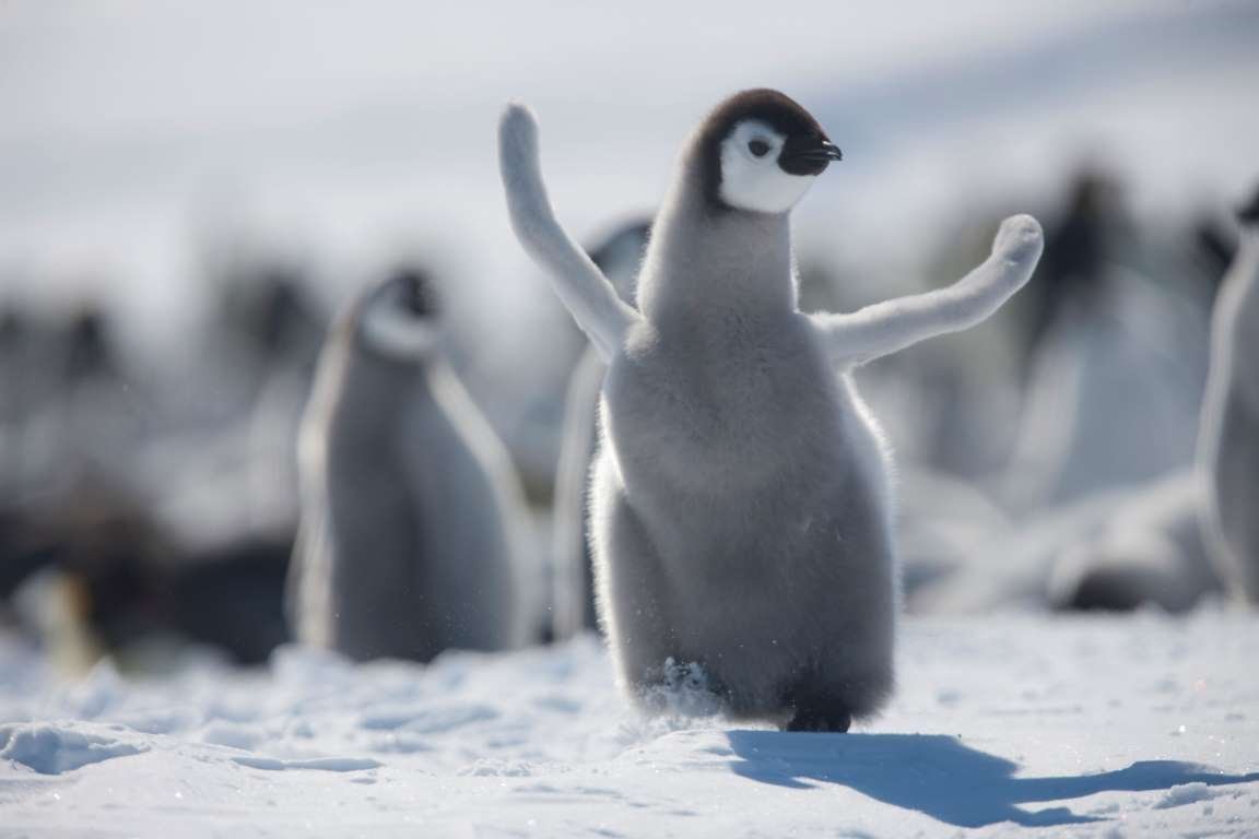 Пингвин прощается
