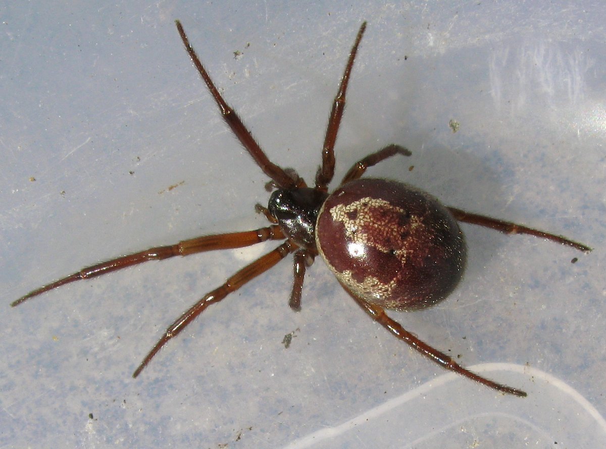 Steatoda Nobilis паук