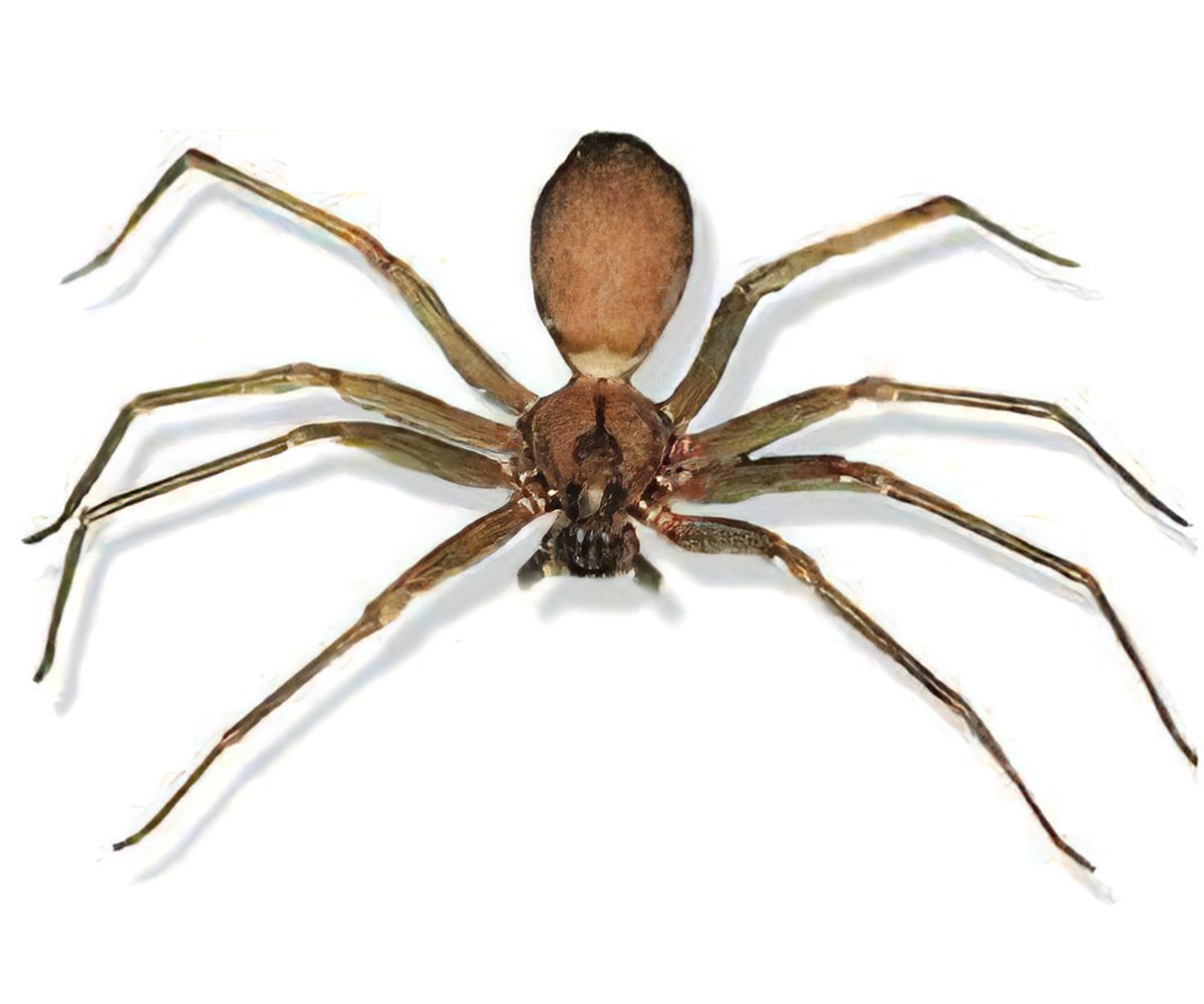 Мелисса паук