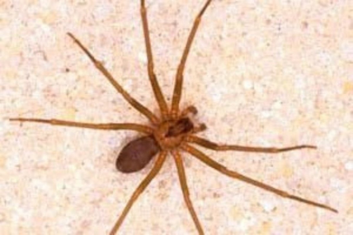 Пауки которые живут в домах