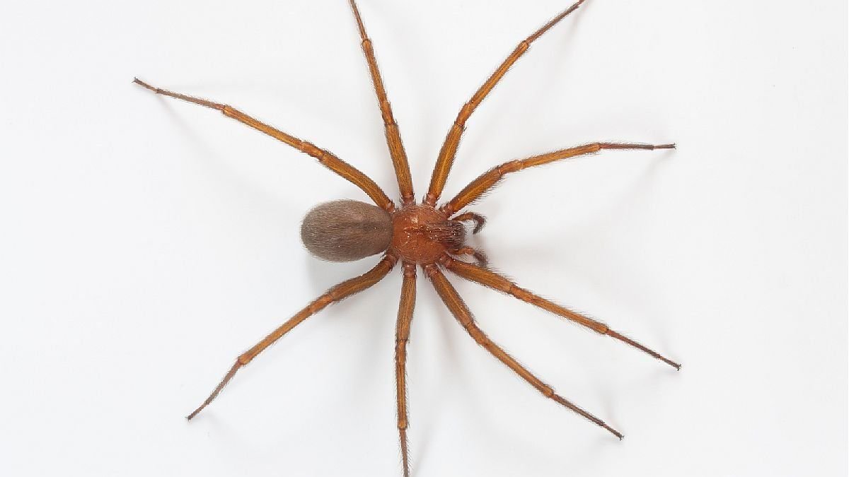 Коричневый паук отшельник ядовитый