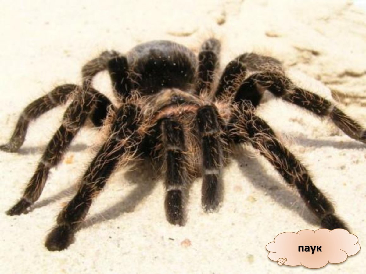 Черный пушистый паук