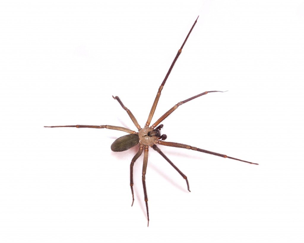 Brown Recluse Spider паук