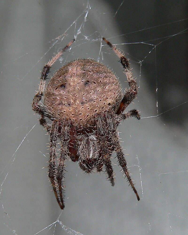 Neoscona Oaxacensis паук