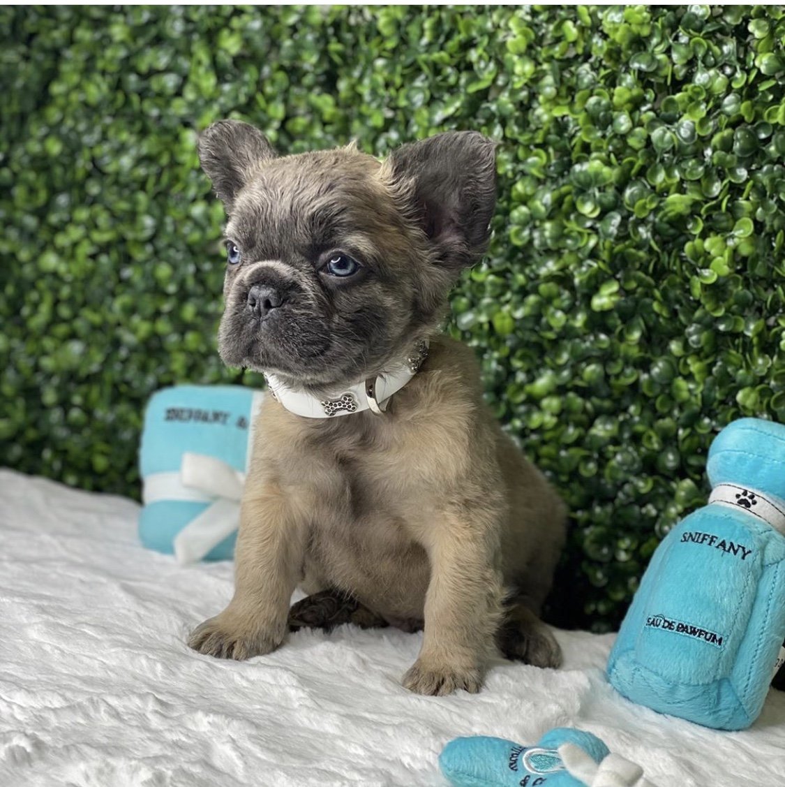 Помесь французского бульдога с пушистыми