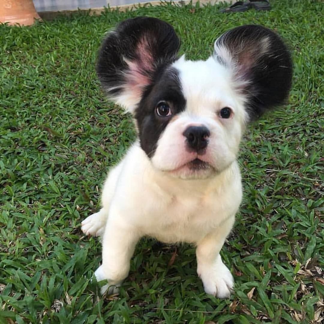 Длинношерстный бульдог