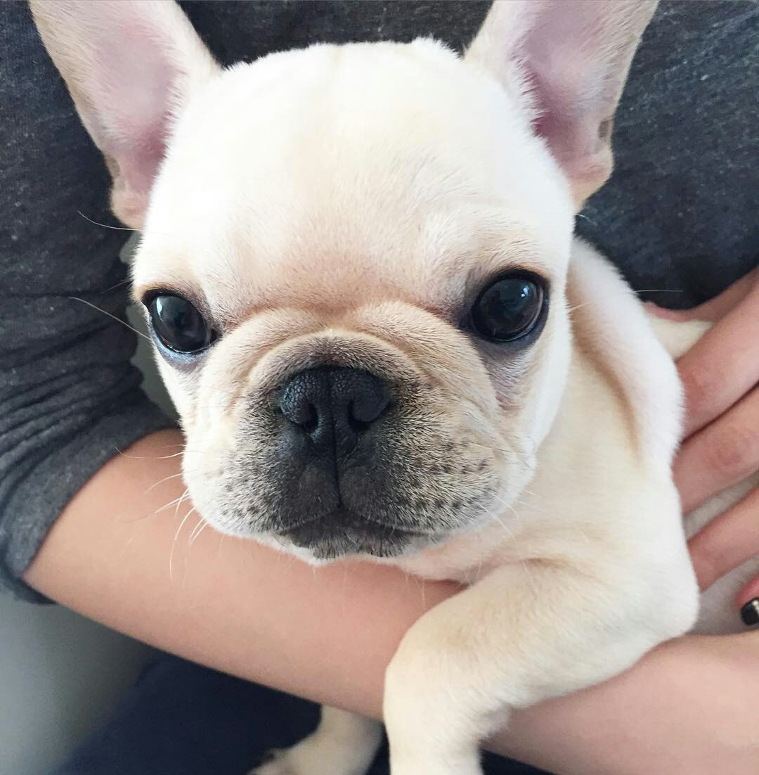 Лилак Тан французский бульдог