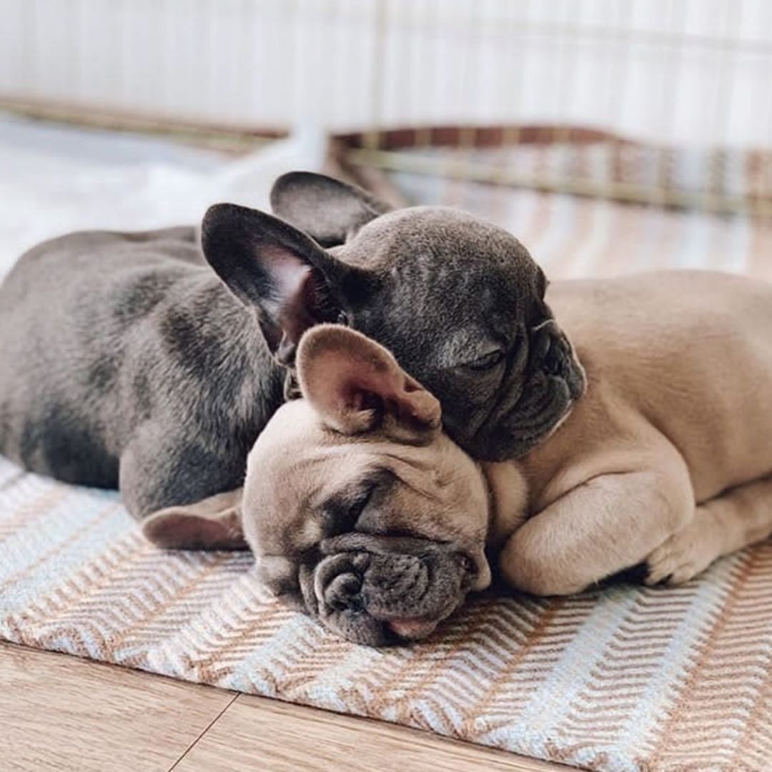 Питомец французский бульдог