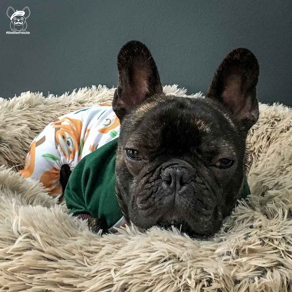 Французский бульдог врач