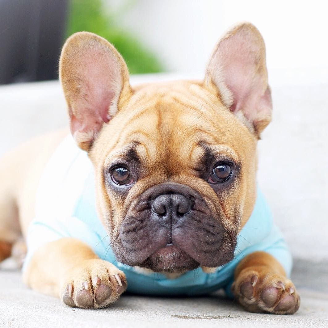 Французский бульдог
