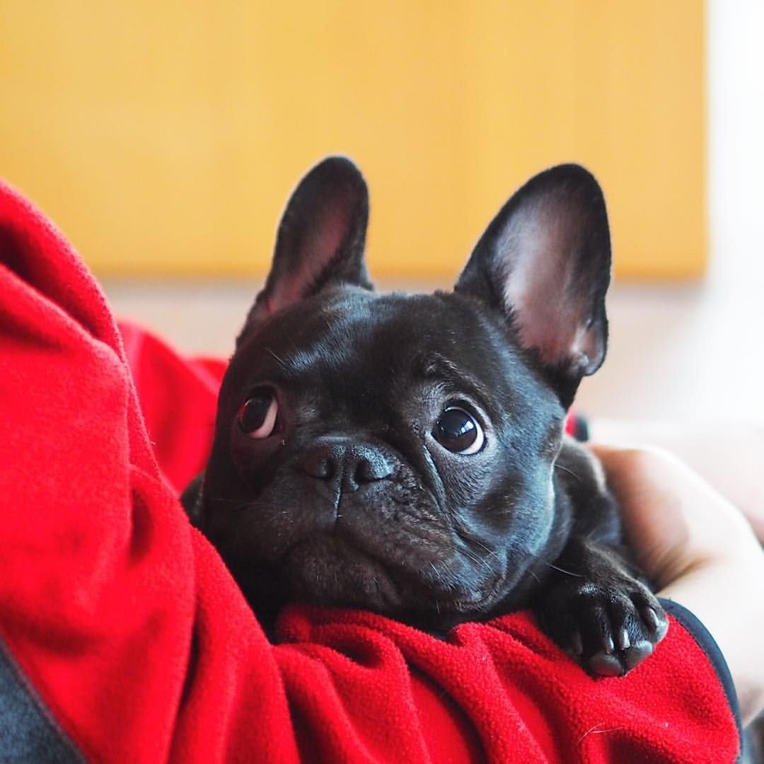 Французский бульдог