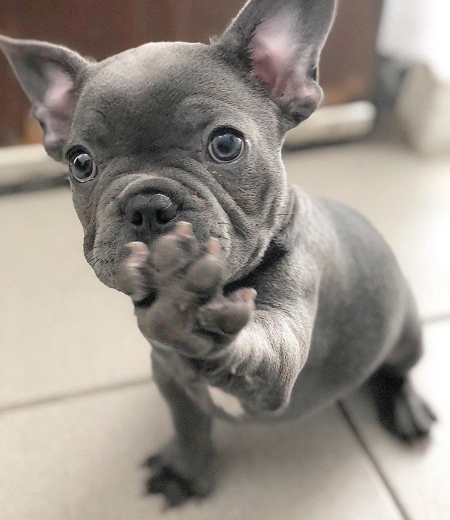 Французский бульдог щенок