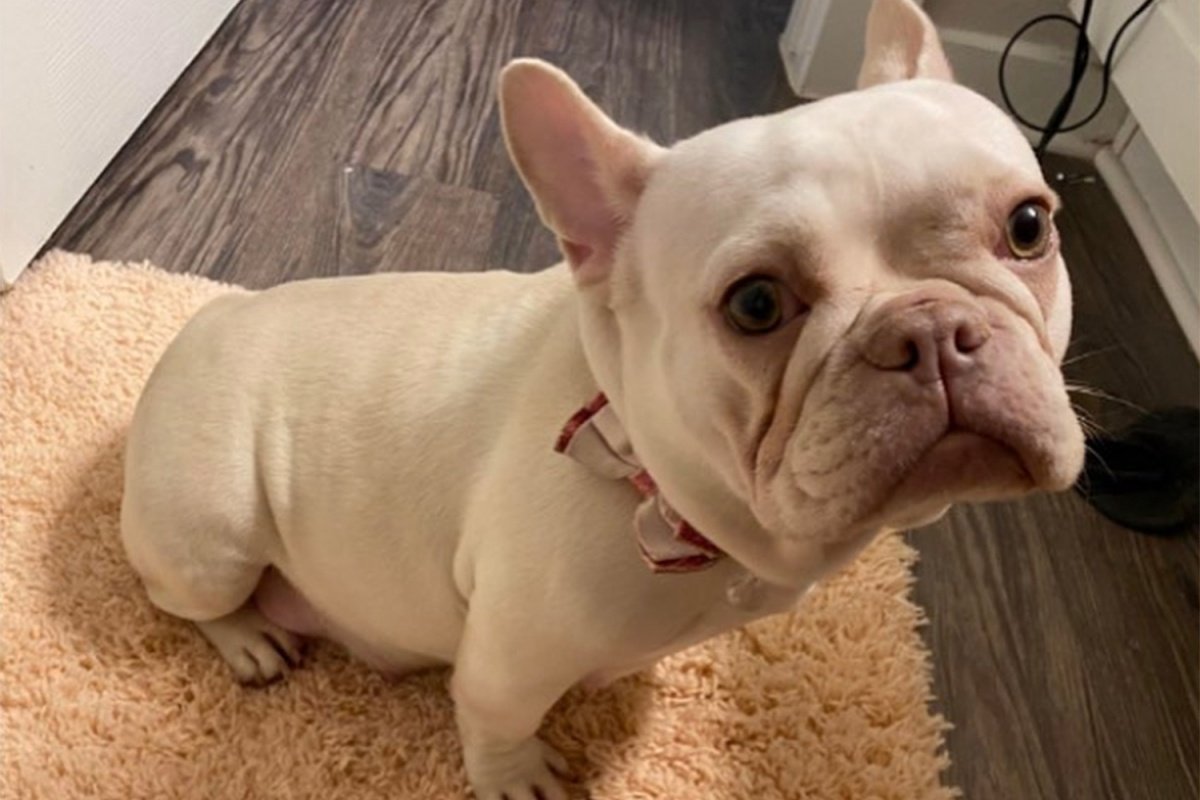 Флаффи французский бульдог