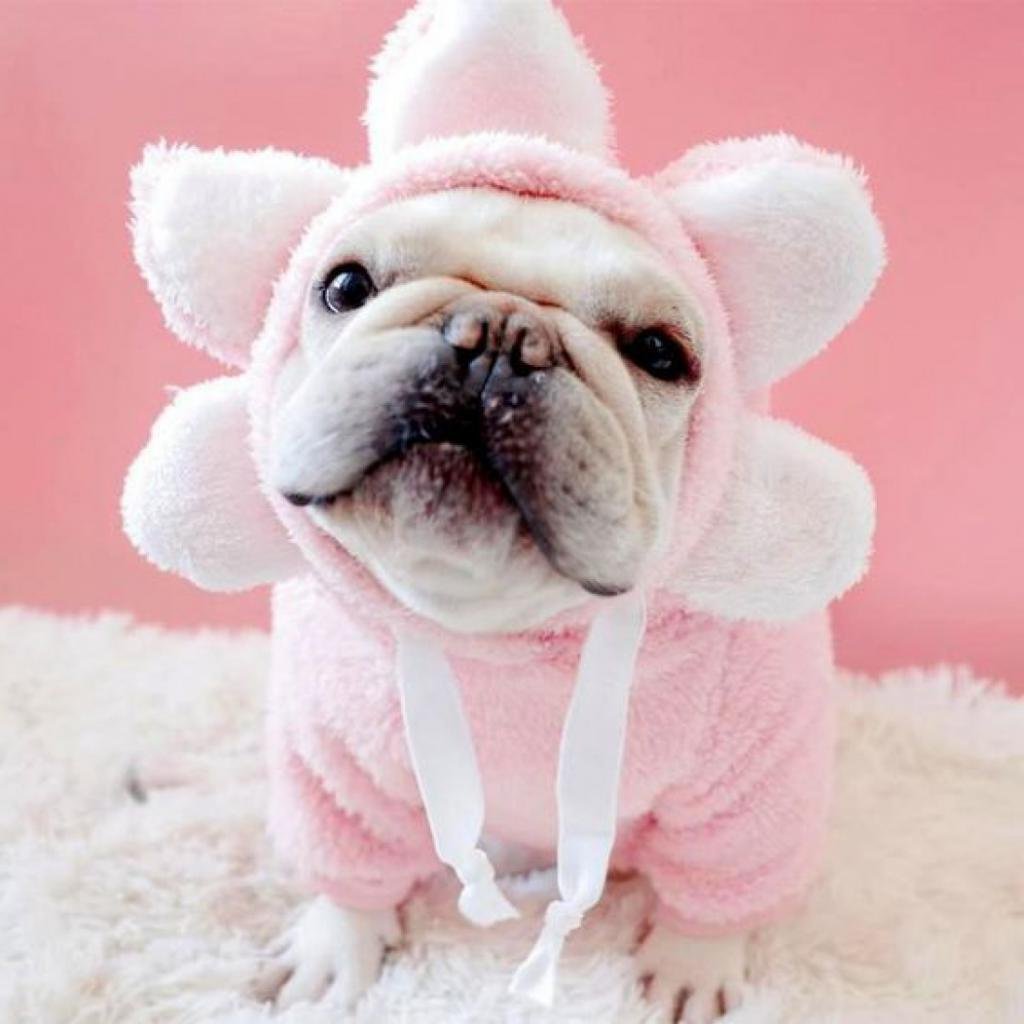 Розовый французский бульдог