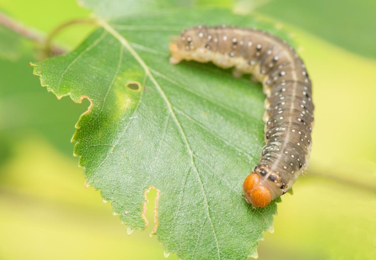Восточная плодожорка гусеница