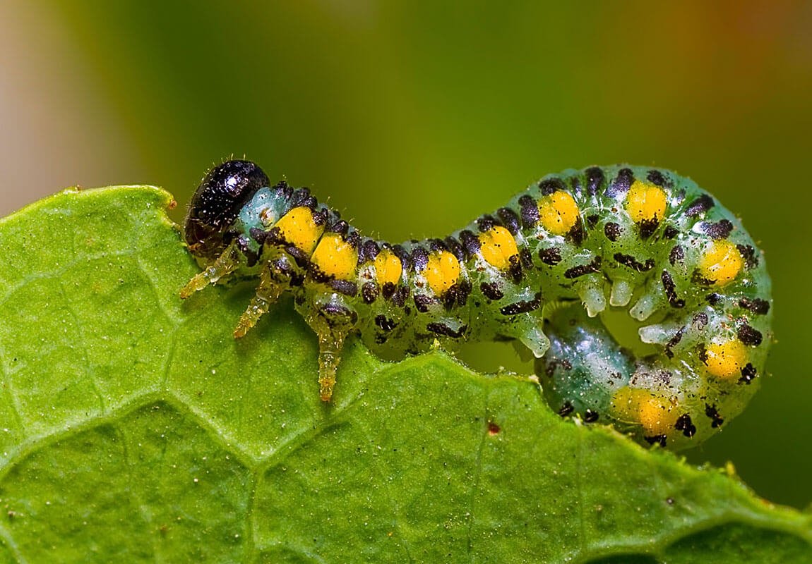 Насекомые вредители