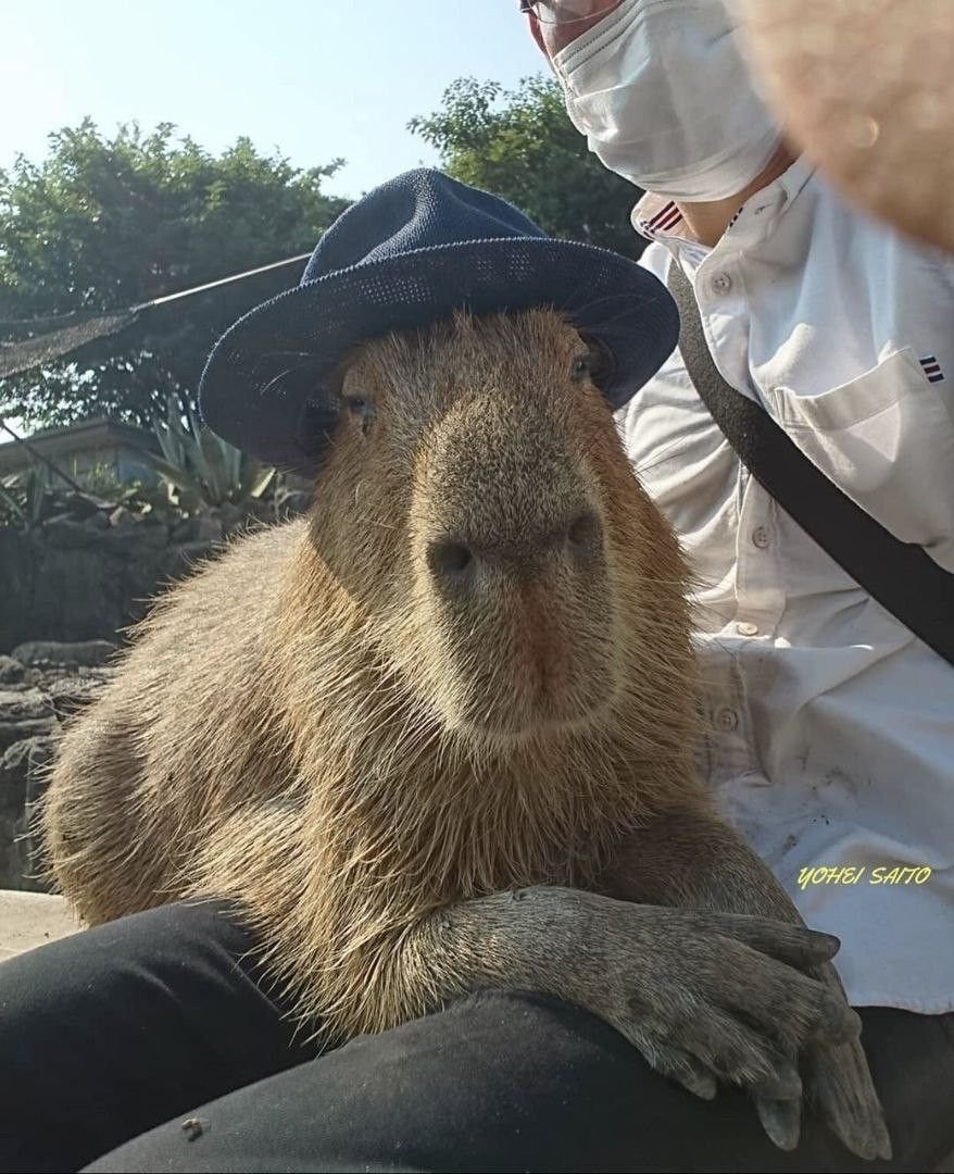 Капибара в шляпе