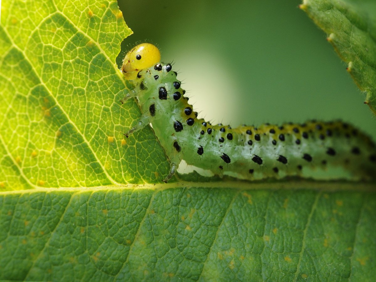 Гусеница бабочки капустницы