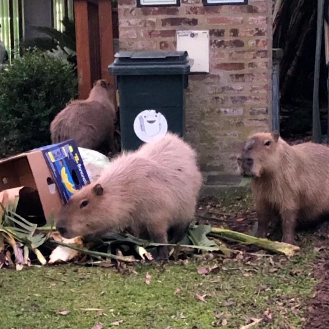 Капибары в Аргентине