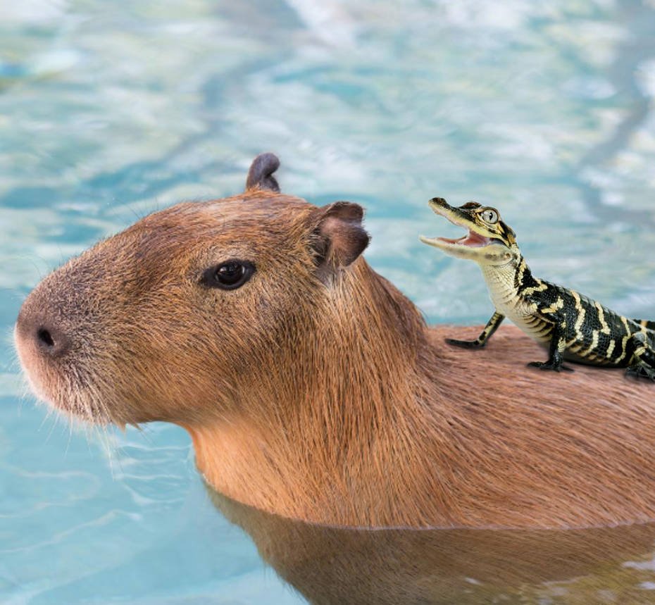 Капибара и x ray