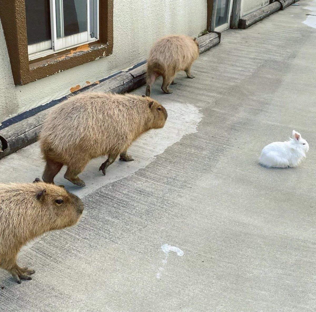 Капибара зимой